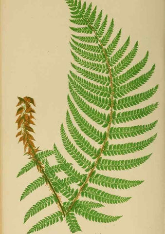 Reproducción/Reproduction 49626708538: Ferns: British and exotic.... London,Groombridge and Sons,1856-60.. 