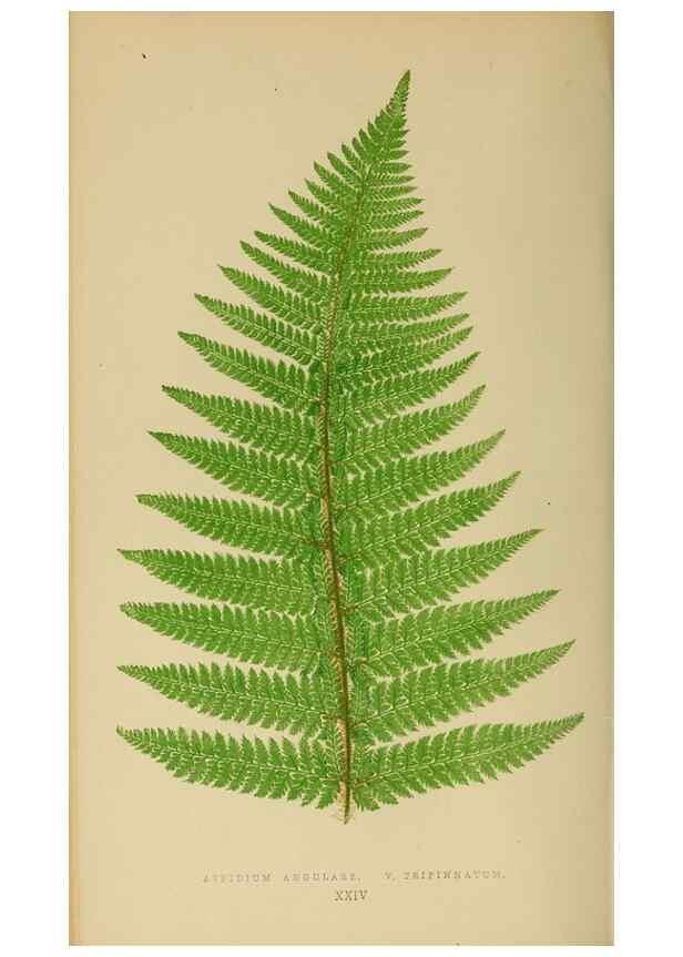 Reproducción/Reproduction 49627499237: Ferns: British and exotic.... London,Groombridge and Sons,1856-60.. 