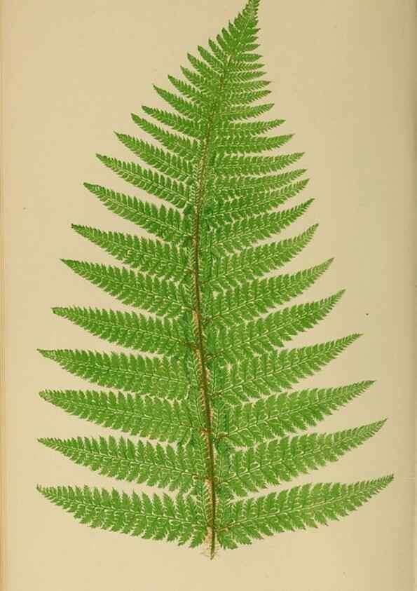Reproducción/Reproduction 49627499237: Ferns: British and exotic.... London,Groombridge and Sons,1856-60.. 
