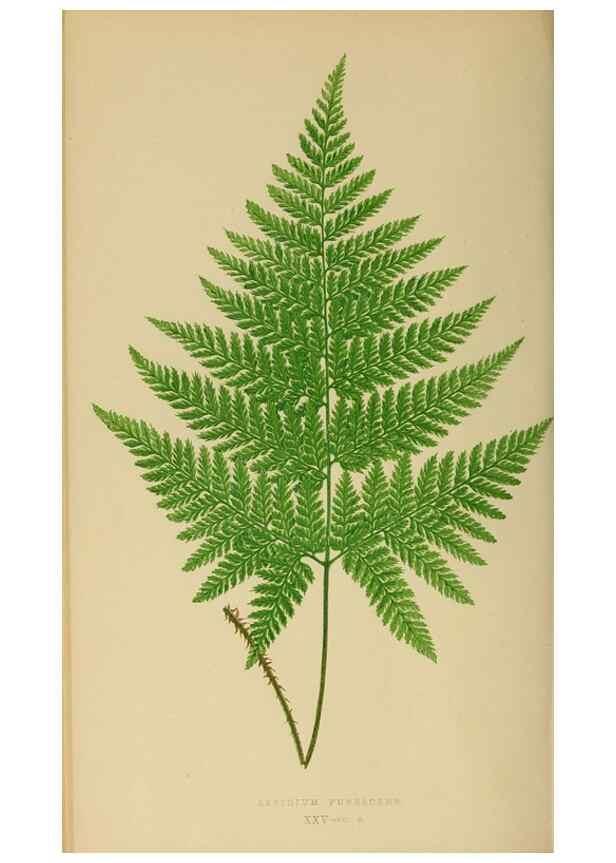 Reproducción/Reproduction 49627226976: Ferns: British and exotic.... London,Groombridge and Sons,1856-60.. 