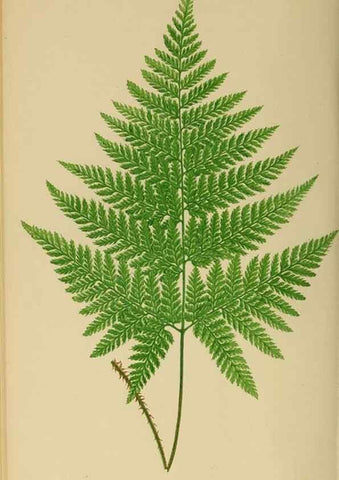 Reproducción/Reproduction 49627226976: Ferns: British and exotic.... London,Groombridge and Sons,1856-60.. 