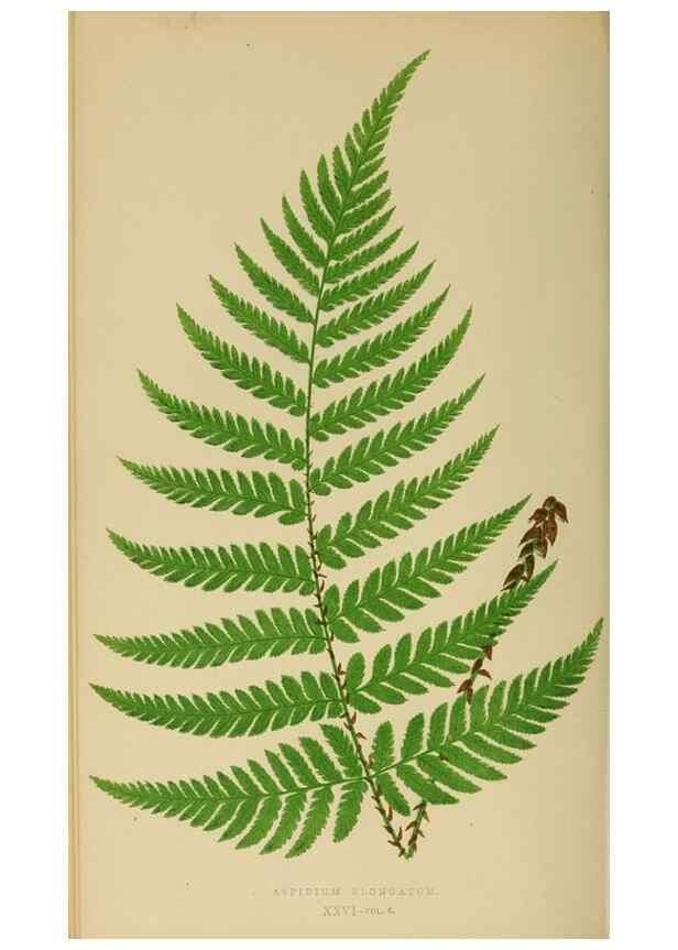 Reproducción/Reproduction 49627227221: Ferns: British and exotic.... London,Groombridge and Sons,1856-60.. 