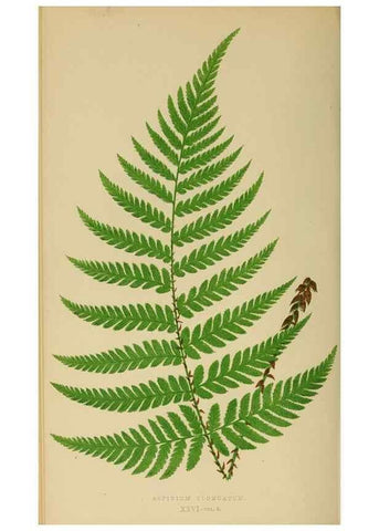 Reproducción/Reproduction 49627227221: Ferns: British and exotic.... London,Groombridge and Sons,1856-60.. 