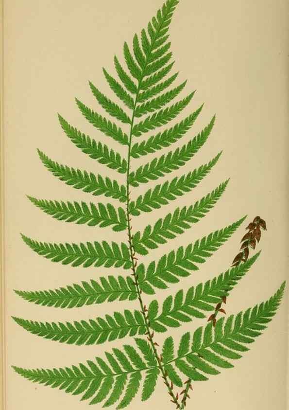 Reproducción/Reproduction 49627227221: Ferns: British and exotic.... London,Groombridge and Sons,1856-60.. 
