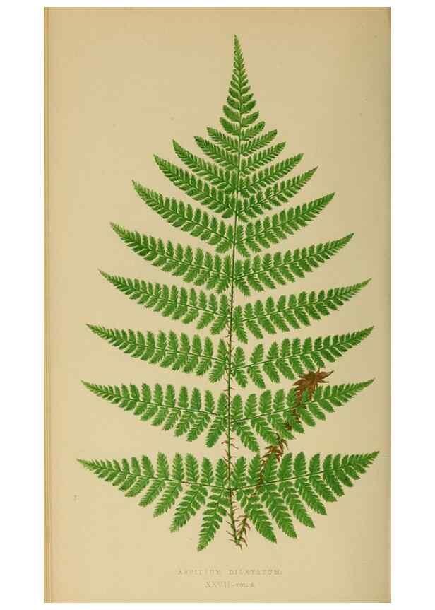 Reproducción/Reproduction 49627227541: Ferns: British and exotic.... London,Groombridge and Sons,1856-60.. 