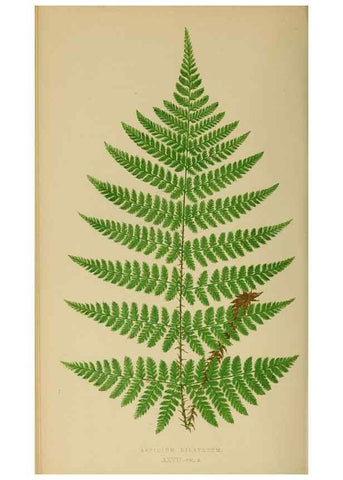 Reproducción/Reproduction 49627227541: Ferns: British and exotic.... London,Groombridge and Sons,1856-60.. 
