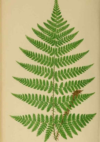 Reproducción/Reproduction 49627227541: Ferns: British and exotic.... London,Groombridge and Sons,1856-60.. 