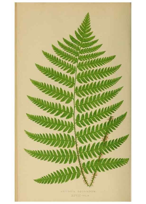 Reproducción/Reproduction 49626709833: Ferns: British and exotic.... London,Groombridge and Sons,1856-60.. 
