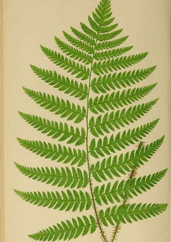 Reproducción/Reproduction 49626709833: Ferns: British and exotic.... London,Groombridge and Sons,1856-60.. 