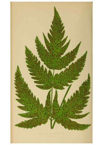 Reproducción/Reproduction 49627228156: Ferns: British and exotic.... London,Groombridge and Sons,1856-60.. 