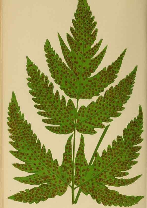 Reproducción/Reproduction 49627228156: Ferns: British and exotic.... London,Groombridge and Sons,1856-60.. 