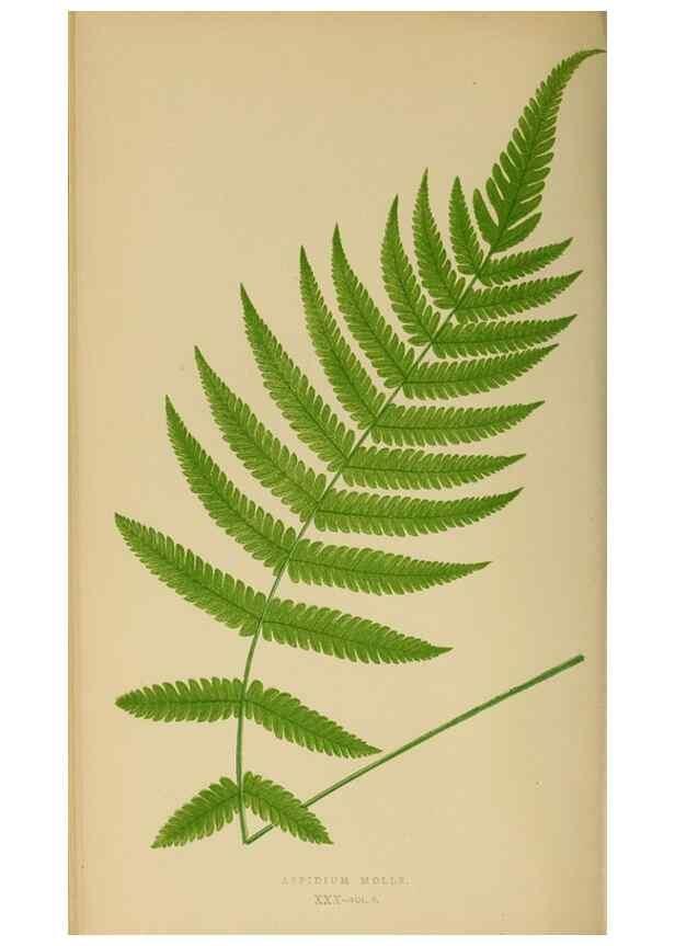 Reproducción/Reproduction 49626710373: Ferns: British and exotic.... London,Groombridge and Sons,1856-60.. 