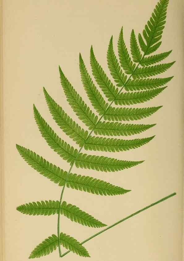 Reproducción/Reproduction 49626710373: Ferns: British and exotic.... London,Groombridge and Sons,1856-60.. 