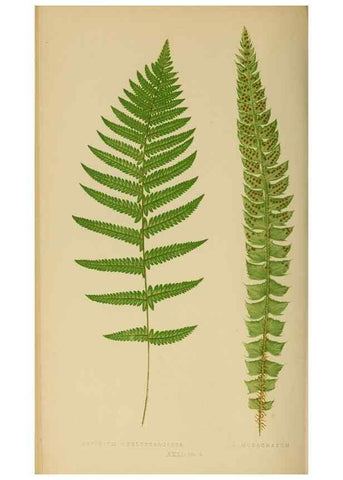 Reproducción/Reproduction 49626710643: Ferns: British and exotic.... London,Groombridge and Sons,1856-60.. 