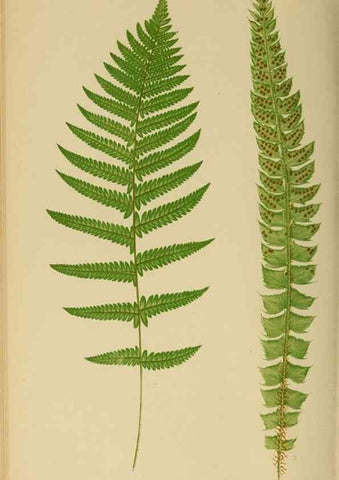 Reproducción/Reproduction 49626710643: Ferns: British and exotic.... London,Groombridge and Sons,1856-60.. 