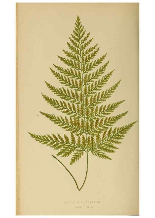 Reproducción/Reproduction 49627228861: Ferns: British and exotic.... London,Groombridge and Sons,1856-60.. 