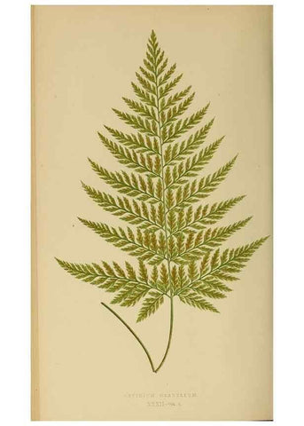 Reproducción/Reproduction 49627228861: Ferns: British and exotic.... London,Groombridge and Sons,1856-60.. 