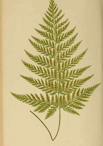 Reproducción/Reproduction 49627228861: Ferns: British and exotic.... London,Groombridge and Sons,1856-60.. 