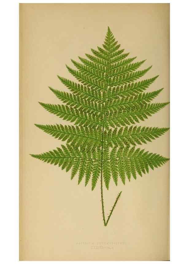 Reproducción/Reproduction 49626711163: Ferns: British and exotic.... London,Groombridge and Sons,1856-60.. 
