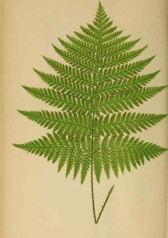 Reproducción/Reproduction 49626711163: Ferns: British and exotic.... London,Groombridge and Sons,1856-60.. 