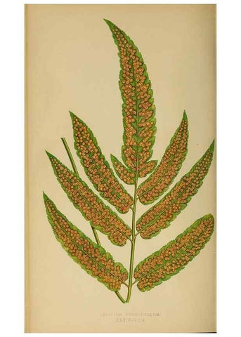 Reproducción/Reproduction 49626711418: Ferns: British and exotic.... London,Groombridge and Sons,1856-60.. 