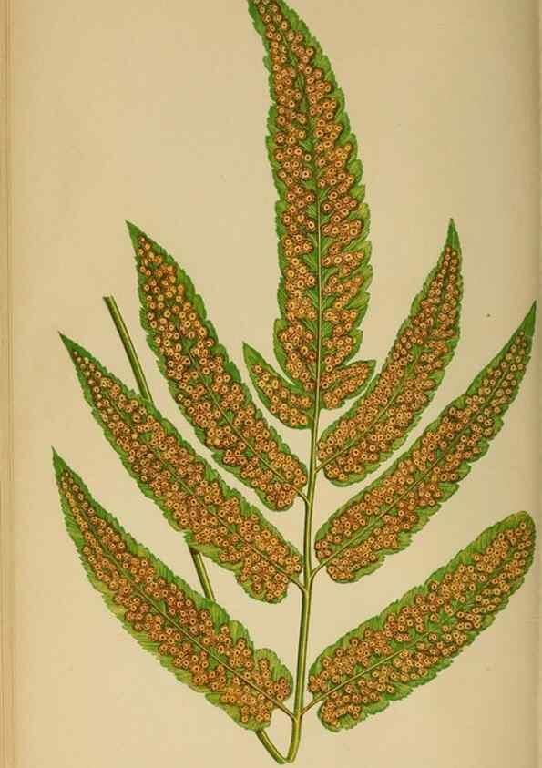 Reproducción/Reproduction 49626711418: Ferns: British and exotic.... London,Groombridge and Sons,1856-60.. 