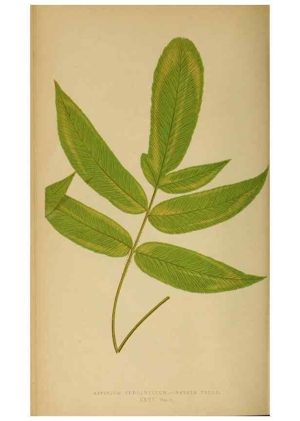 Reproducción/Reproduction 49627502337: Ferns: British and exotic.... London,Groombridge and Sons,1856-60.. 