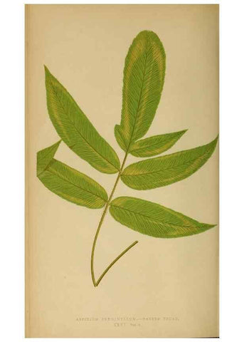 Reproducción/Reproduction 49627502337: Ferns: British and exotic.... London,Groombridge and Sons,1856-60.. 