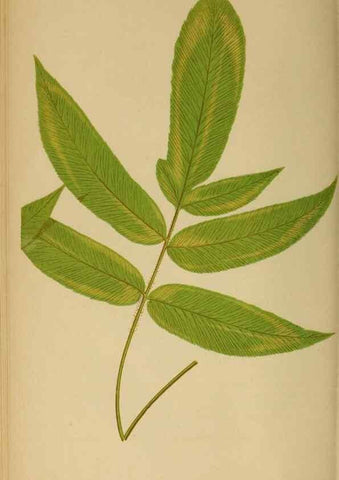 Reproducción/Reproduction 49627502337: Ferns: British and exotic.... London,Groombridge and Sons,1856-60.. 