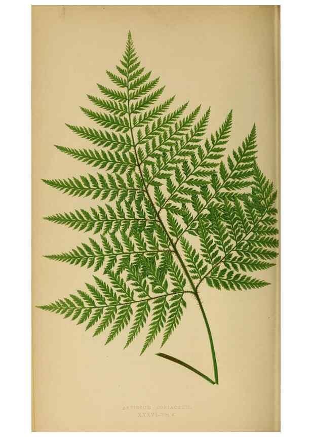 Reproducción/Reproduction 49627229771: Ferns: British and exotic.... London,Groombridge and Sons,1856-60.. 