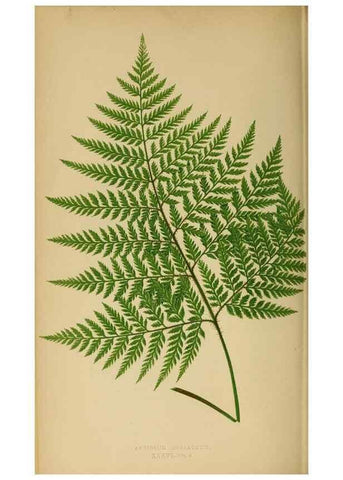 Reproducción/Reproduction 49627229771: Ferns: British and exotic.... London,Groombridge and Sons,1856-60.. 