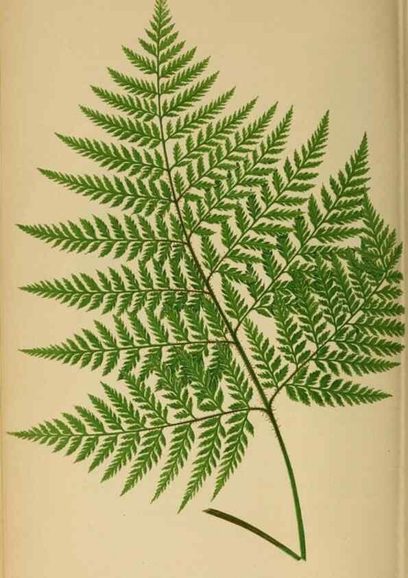 Reproducción/Reproduction 49627229771: Ferns: British and exotic.... London,Groombridge and Sons,1856-60.. 