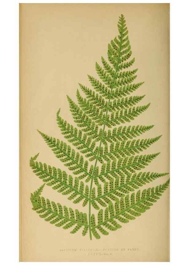 Reproducción/Reproduction 49626712253: Ferns: British and exotic.... London,Groombridge and Sons,1856-60.. 