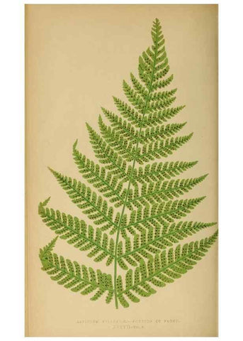 Reproducción/Reproduction 49626712253: Ferns: British and exotic.... London,Groombridge and Sons,1856-60.. 