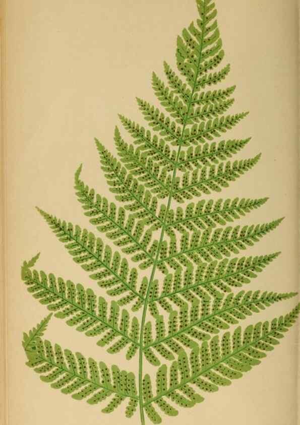 Reproducción/Reproduction 49626712253: Ferns: British and exotic.... London,Groombridge and Sons,1856-60.. 