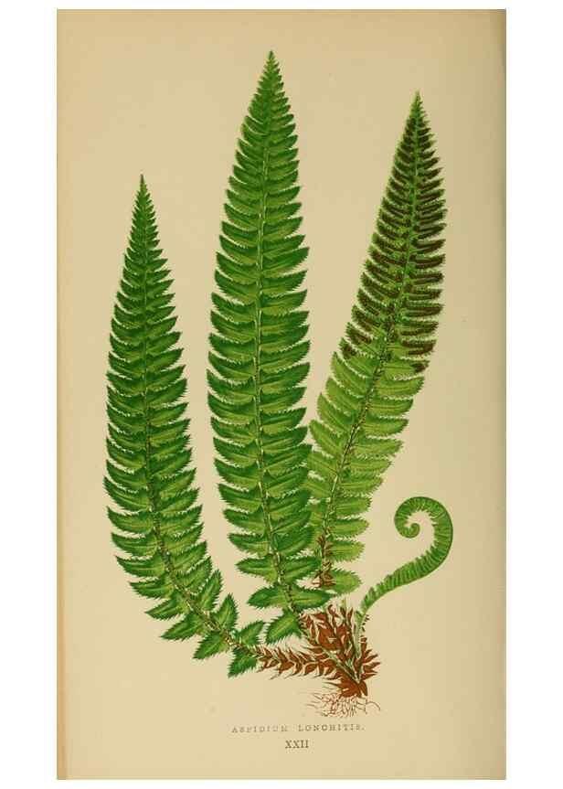 Reproducción/Reproduction 49627498737: Ferns: British and exotic.... London,Groombridge and Sons,1856-60.. 