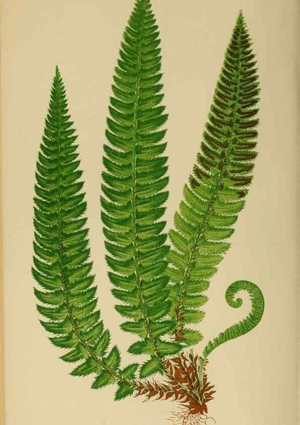 Reproducción/Reproduction 49627498737: Ferns: British and exotic.... London,Groombridge and Sons,1856-60.. 