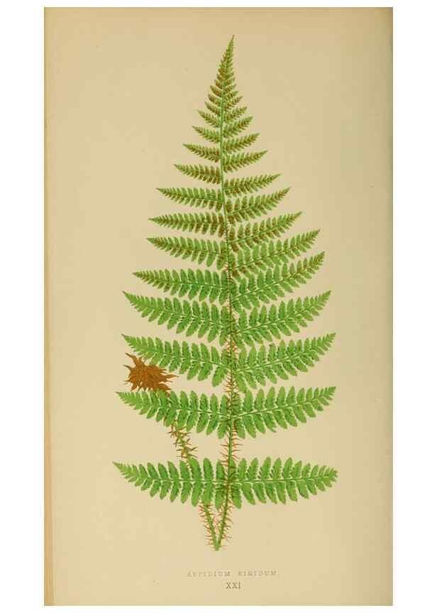 Reproducción/Reproduction 49626708013: Ferns: British and exotic.... London,Groombridge and Sons,1856-60.. 