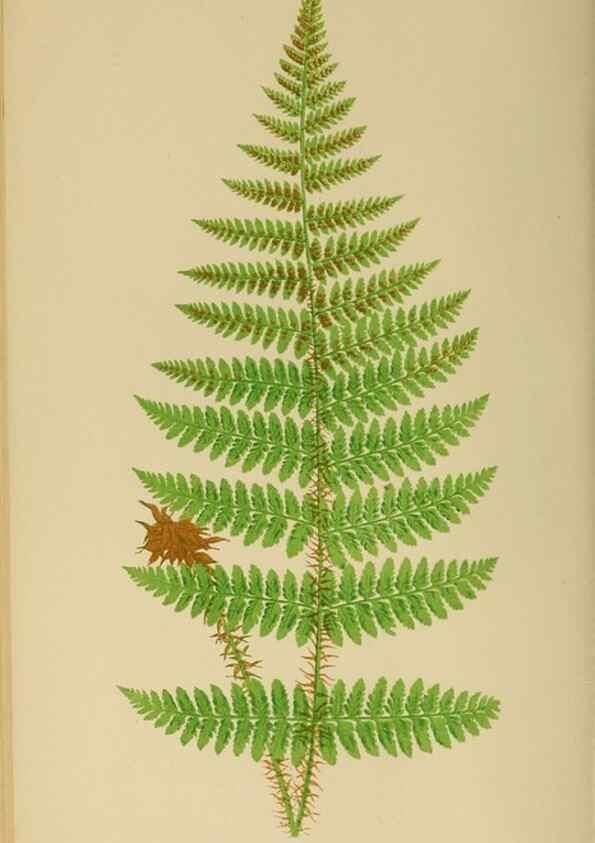 Reproducción/Reproduction 49626708013: Ferns: British and exotic.... London,Groombridge and Sons,1856-60.. 