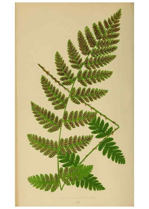 Reproducción/Reproduction 49627498237: Ferns: British and exotic.... London,Groombridge and Sons,1856-60.. 