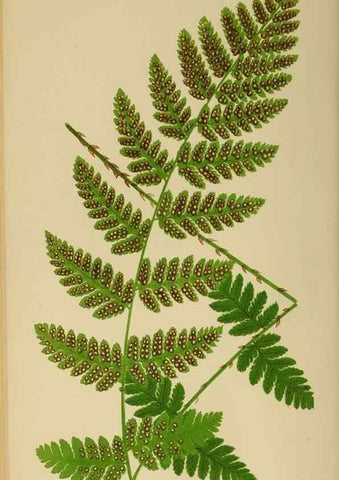 Reproducción/Reproduction 49627498237: Ferns: British and exotic.... London,Groombridge and Sons,1856-60.. 