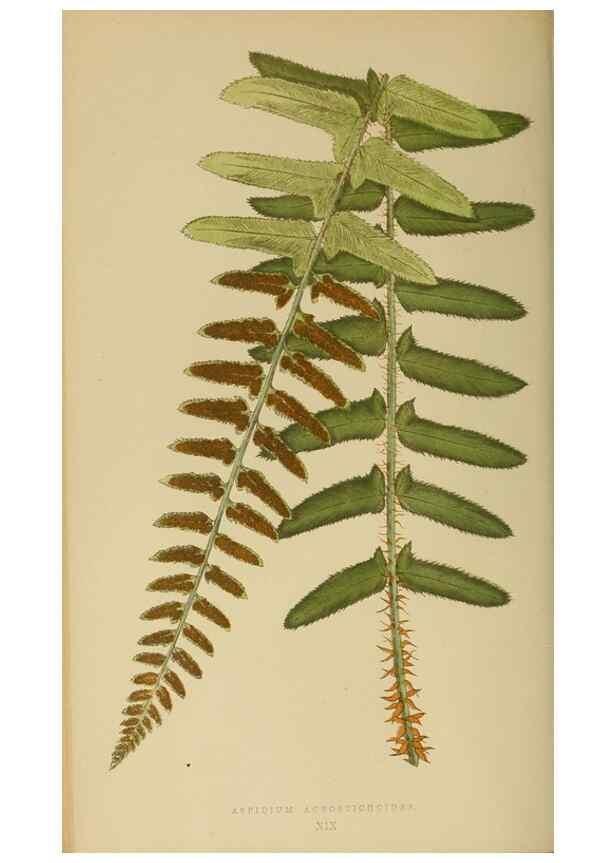 Reproducción/Reproduction 49626707498: Ferns: British and exotic.... London,Groombridge and Sons,1856-60.. 