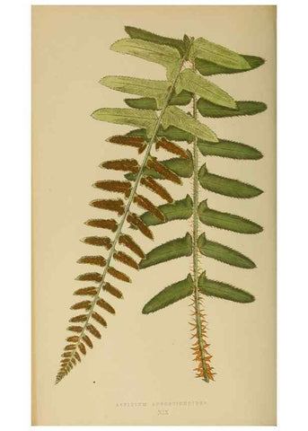 Reproducción/Reproduction 49626707498: Ferns: British and exotic.... London,Groombridge and Sons,1856-60.. 