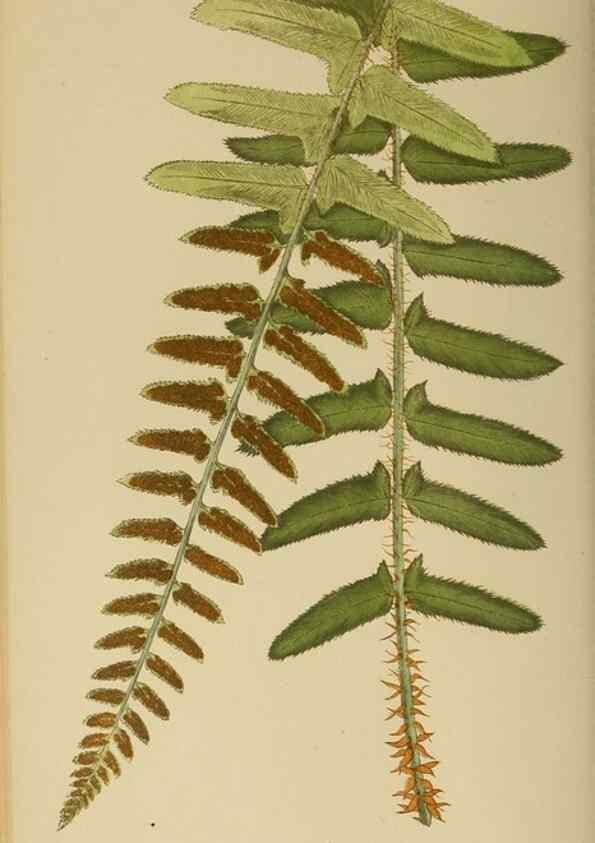 Reproducción/Reproduction 49626707498: Ferns: British and exotic.... London,Groombridge and Sons,1856-60.. 
