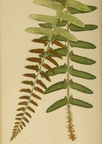 Reproducción/Reproduction 49626707498: Ferns: British and exotic.... London,Groombridge and Sons,1856-60.. 