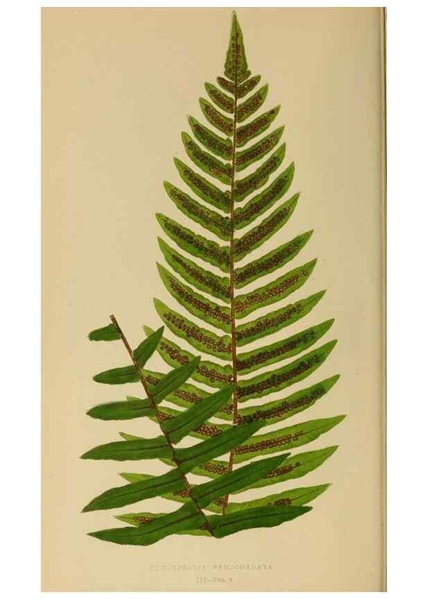 Reproducción/Reproduction 49627494097: Ferns: British and exotic.... London,Groombridge and Sons,1856-60.. 