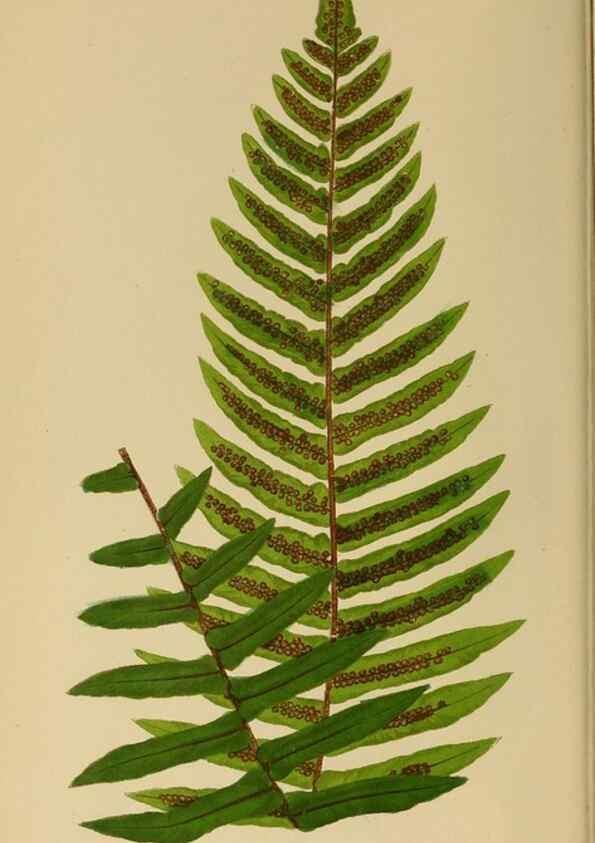 Reproducción/Reproduction 49627494097: Ferns: British and exotic.... London,Groombridge and Sons,1856-60.. 