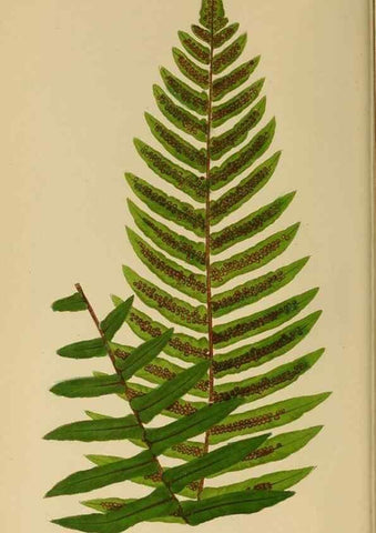 Reproducción/Reproduction 49627494097: Ferns: British and exotic.... London,Groombridge and Sons,1856-60.. 