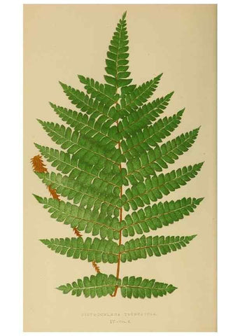 Reproducción/Reproduction 49627221521: Ferns: British and exotic.... London,Groombridge and Sons,1856-60.. 