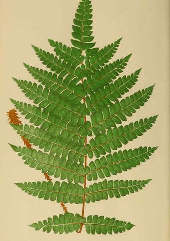 Reproducción/Reproduction 49627221521: Ferns: British and exotic.... London,Groombridge and Sons,1856-60.. 